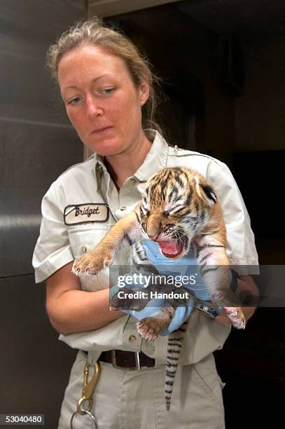 San Diego Zoo keeper Bridget Mulholland holds an endangered Indochinese tiger cub for the first time since its June 4 birth June 8, 2005 at the San...