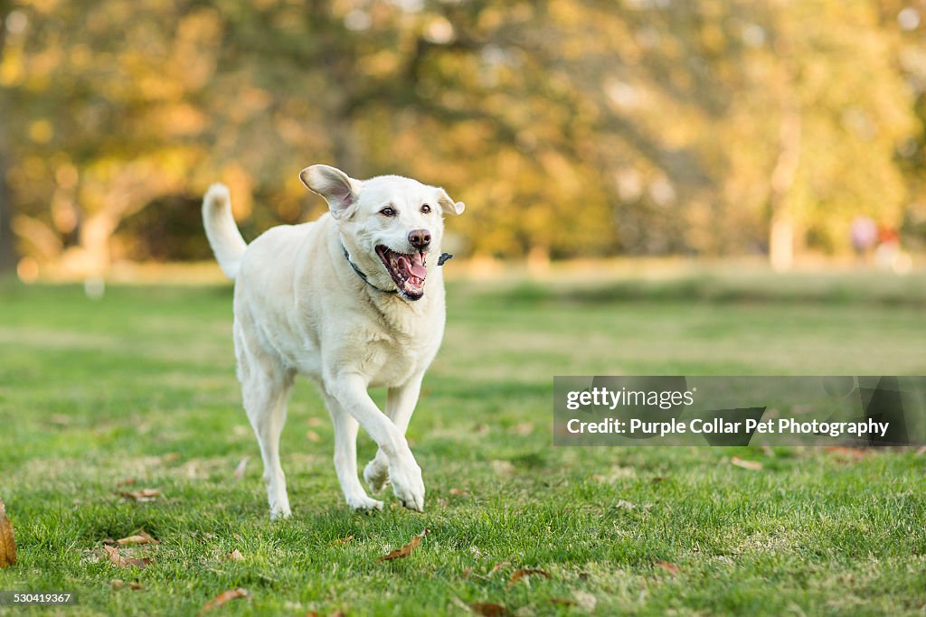 Labridor Outside Are Labrador Retrievers Outdoor Dogs