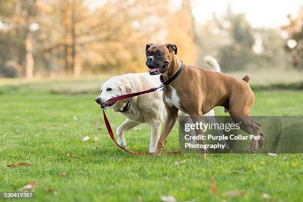 labrador retriever dog leads boxer dog by leash - boxer dog ストックフォトと画像