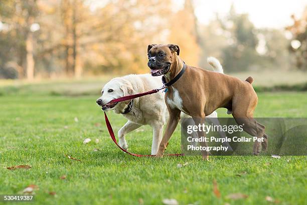 labrador retriever dog leads boxer dog by leash - boxer dog stock pictures, royalty-free photos & images