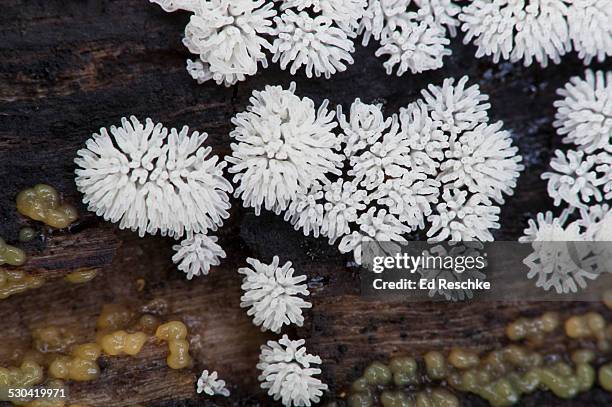 myxomycete--slime mold (ceratiomyxa fruticulosa) - plasmódio - fotografias e filmes do acervo