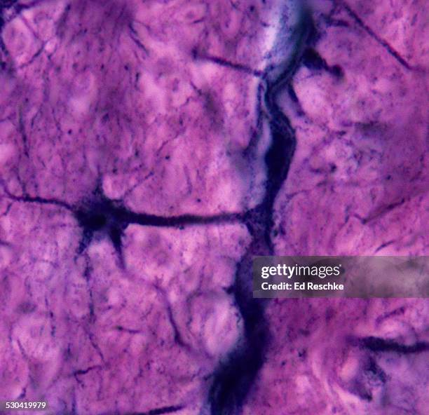 astrocyte and brain capillary--neuroglial cell - astrocyte stockfoto's en -beelden