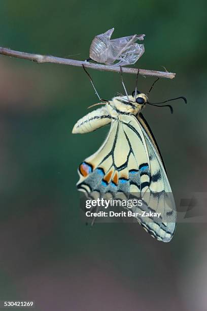 common swallowtail after hatching from the cocoon - spice swallowtail butterfly stock pictures, royalty-free photos & images