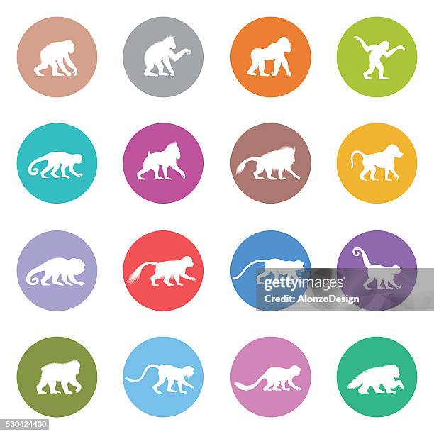 ape and monkey icon set - spider monkey stock illustrations