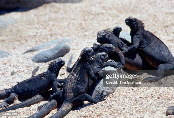 Marine iguanas on the beach, Galapagos Islands, Ecuador.