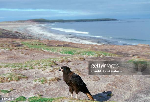 Johnny Rook or Striated Caracara , one of the world's rarest birds of prey, resting on the beach of Sea Lion Island in the Falklands, South Atlantic.