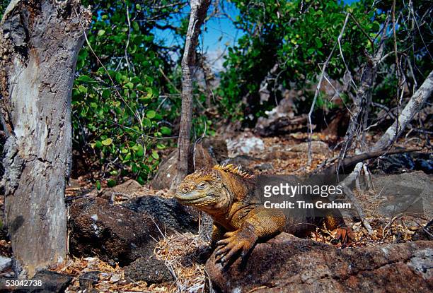 Land iguana, Galapagos Islands, Ecuador.