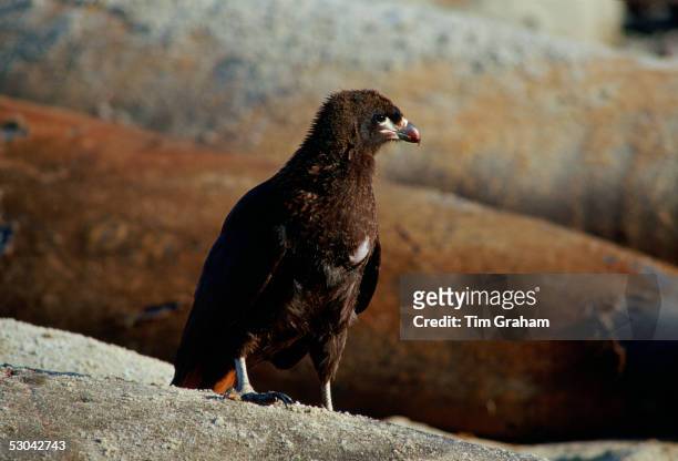 Johnny Rook or Striated Caracara , one of the world's rarest birds of prey, resting on the beach of Sea Lion Island in the Falklands, South Atlantic...