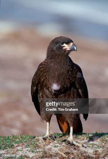 Striated Caracara bird on Sea Lion Island - part of the Falkland Islands in the South Atlantic Ocean.