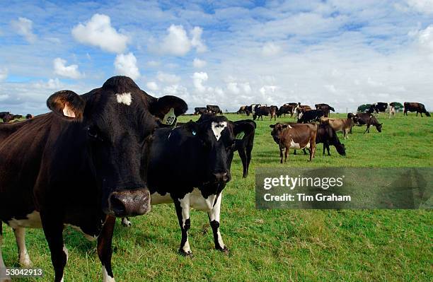 Cows on a farm near Waiuku on North Island in New Zealand.