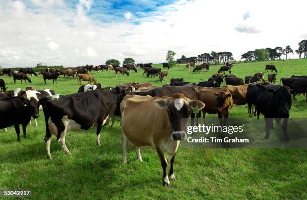 Cows on a farm near Waiuku on North Island in New Zealand.