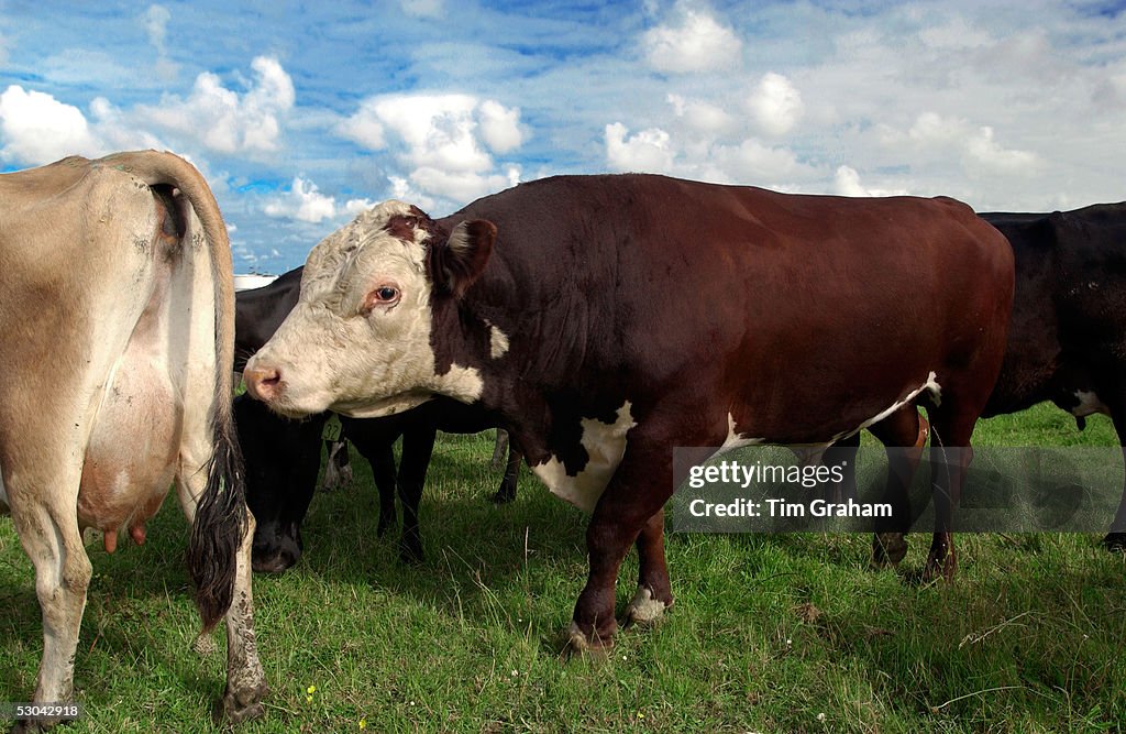 Cow and Bull, North Island, New Zealand