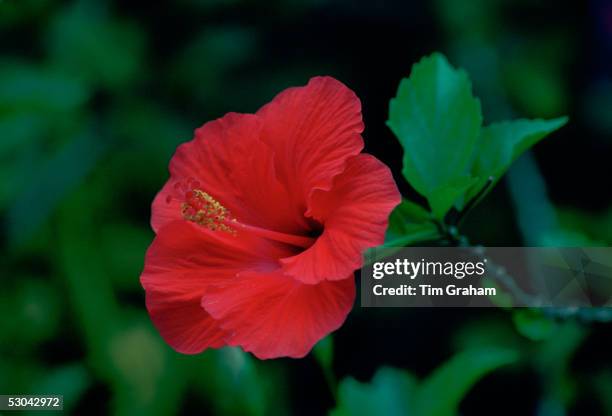 Indigenous Hibiscus flower in the Solomon Isles, South Pacific.
