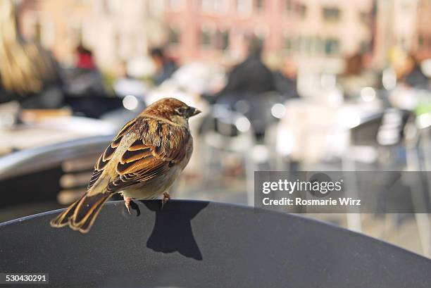 sparrow waiting for crumbs - campo santo stefano stockfoto's en -beelden