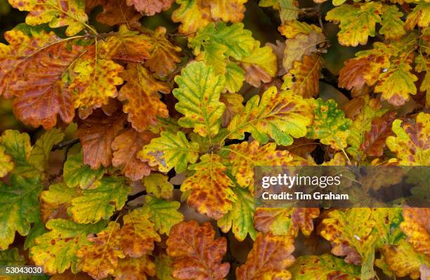 Oak leaf and acorns on forest floor in autumn in England.