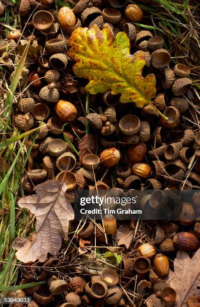 Oak leaves and oak leaves on a forest floor in England.