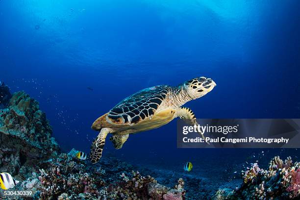 hawksbill turtle - hawksbill turtle fotografías e imágenes de stock