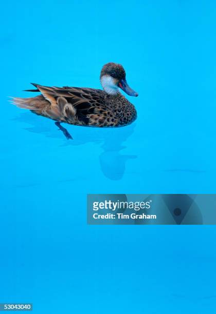 Duck in swimming pool on the Galapagos Islands, Ecuador.