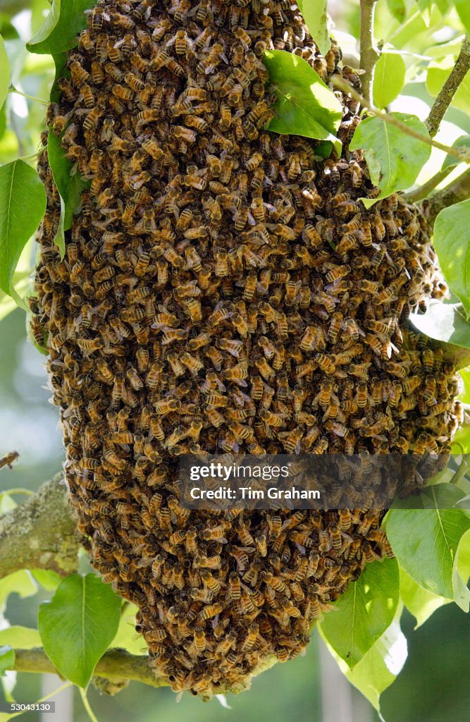 Honey Bees Swarming, UK