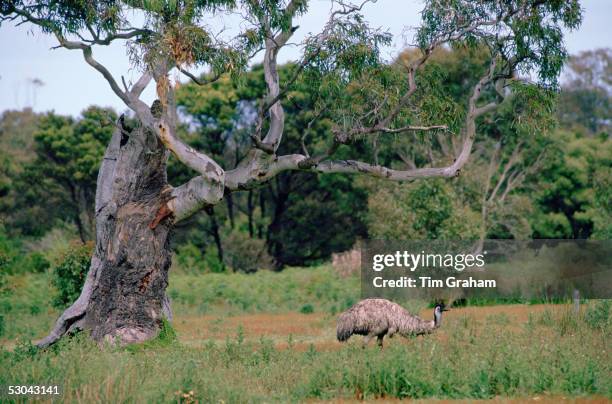 Emu In Bush 82 Emu Bush Stock Photos, High-Res Pictures, and Images - Getty Images