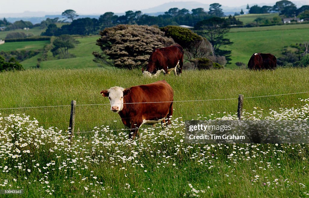 Cows, North Island, New Zealand