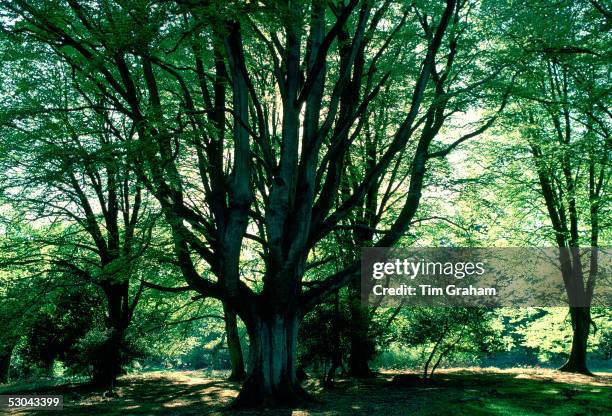 Beech Tree Barnton 192 Beech Hampshire Stock Photos, High-Res Pictures, and Images - Getty ...