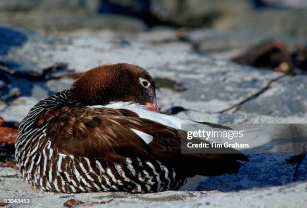 Kelp Goose, Sea Lion Island, Falkland Islands.