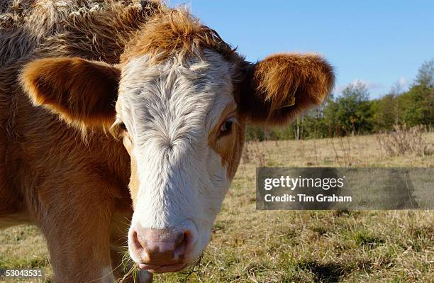 Cow in a meadow in Oxfordshire, England.