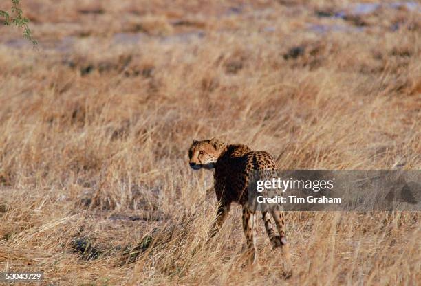 Cheetah in Moremi National Park, Botswana.