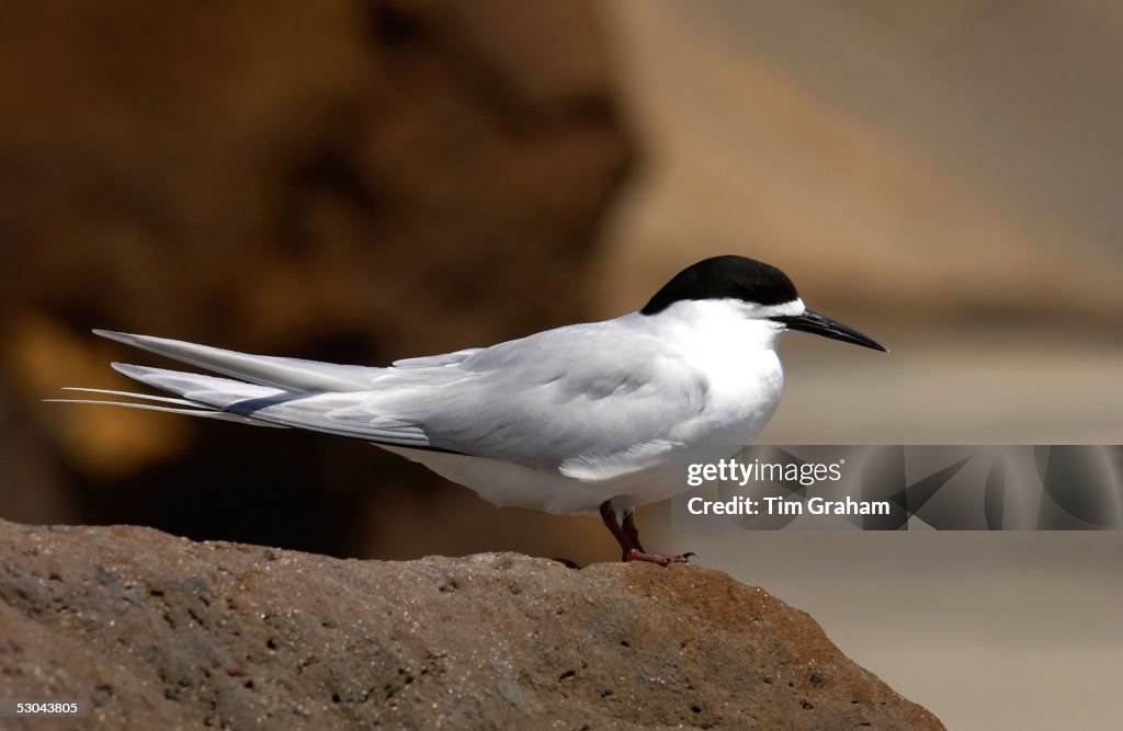 White-fronted Tern, New Zealand