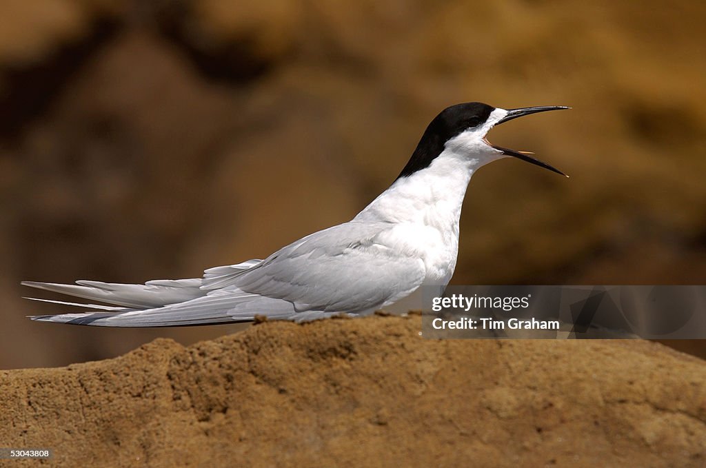White-fronted Tern Calling, New Zealand