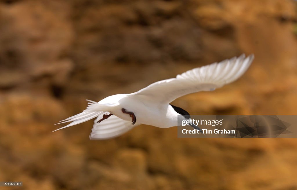 White-fronted Tern, New Zealand