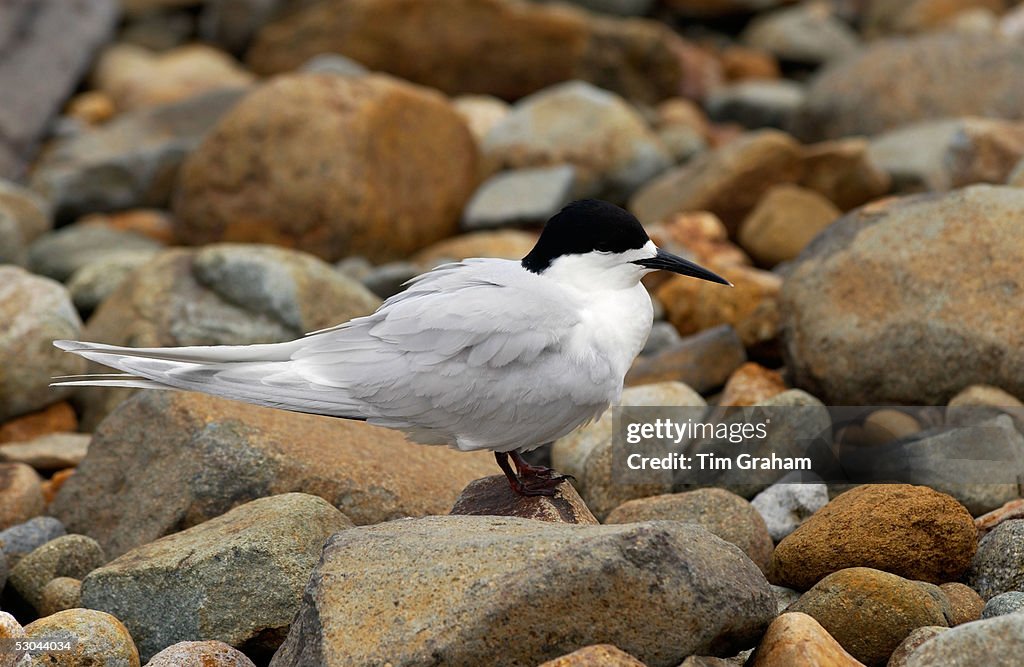 White-fronted Tern, New Zealand
