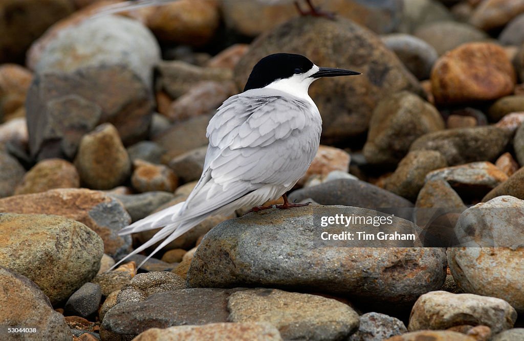White-fronted Tern, New Zealand