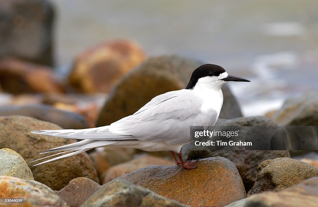 White-fronted Tern, New Zealand