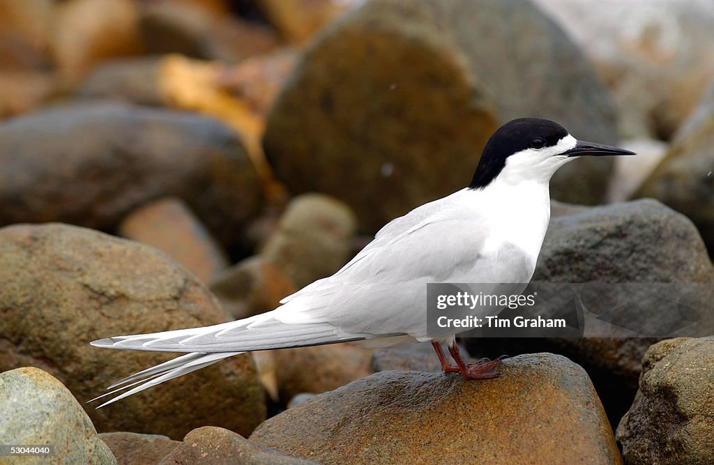 White-fronted Tern, New Zealand