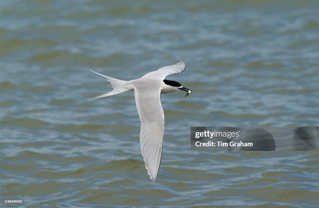 White-fronted Tern with Fish in Beak
