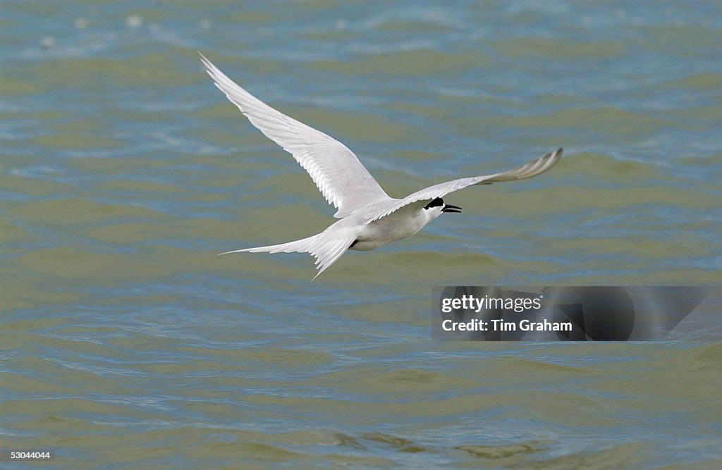 White-fronted Tern in Flight