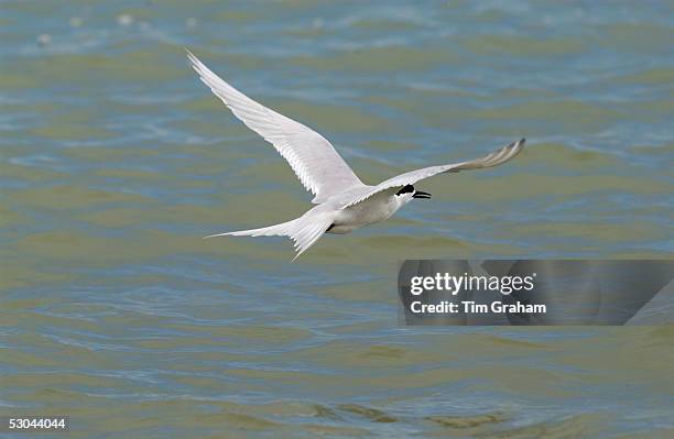 White-fronted tern in flight across the Hauraki Gulf off the Coromandel Peninsula, North Island, New Zealand.