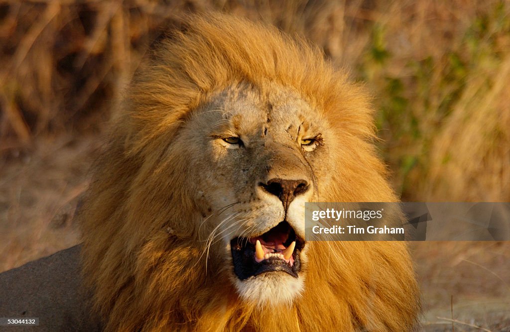 Lion, Tanzania, East Africa