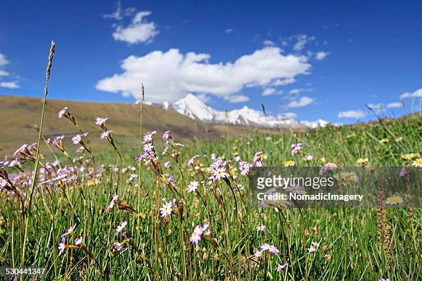 high altitude meadow - langsa stock-fotos und bilder