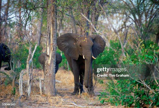 Mother elephant and calf in woodland in Moremi National Park, Botswana.