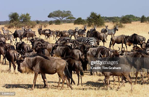 Migrating Blue Wildebeest and Common Plains Zebra , Grumeti, Tanzania.