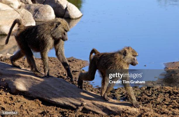 Olive Baboons, Grumeti, Tanzania.