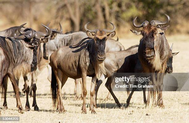 Herd of migrating Blue Wildebeest, Grumeti, Tanzania.