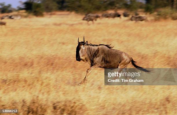 Migrating Blue Wildebeest running, Grumeti, Tanzania.