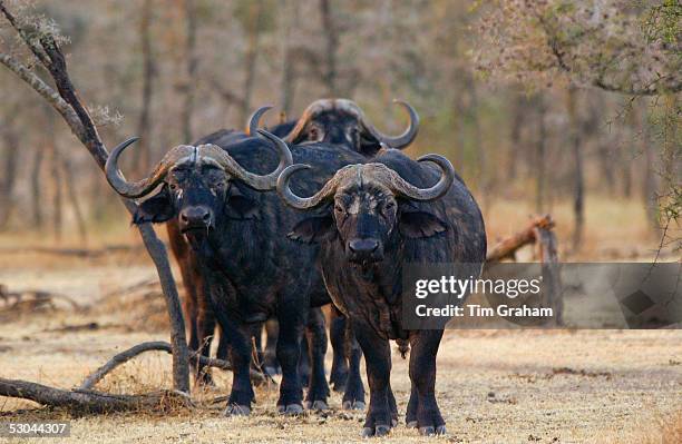 Herd of four African Cape buffalos, Grumeti,Tanzania, East Africa.