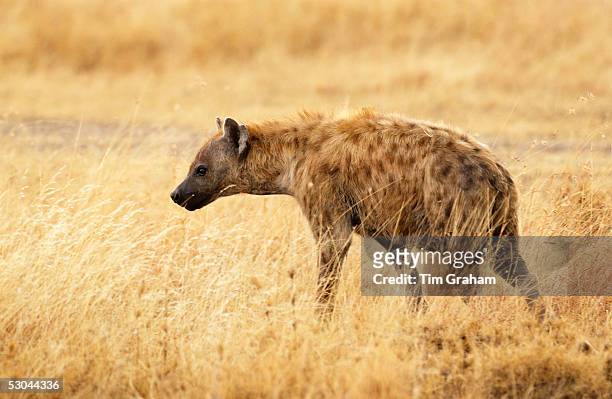Spotted Hyena in grassland, Grumeti, Tanzania.