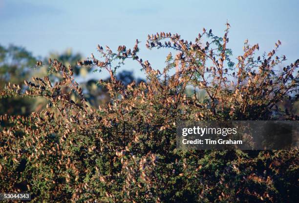 Red billed Quelea birds on a bush in Moremi National Park, Botswana.
