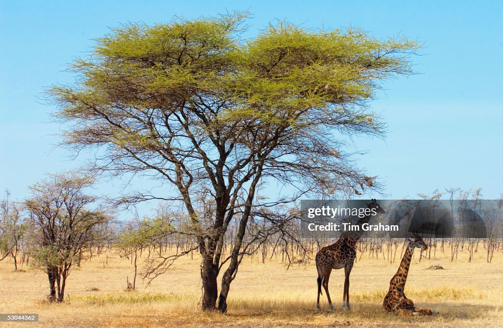 Giraffes, Serengeti, Tanzania